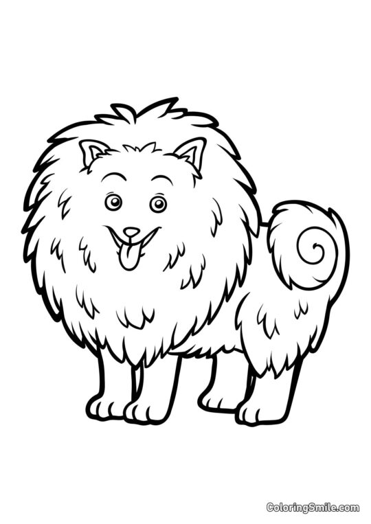 Pomeranian - Ausmalbild